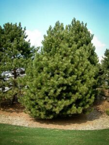 Сосна Чёрная (Pinus Nigra) купить по цене от 270.00р. в интернет-магазине «Посадика» с доставкой почтой в в Строителье и по всей России – [изображение №1].