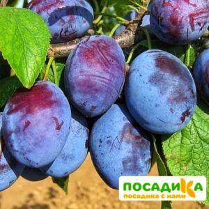 Слива Чачакская ранняя купить по цене от 229.00р. в интернет-магазине «Посадика» с доставкой почтой в в Строителье и по всей России – [изображение №1].