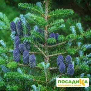 Пихта корейская (Abies koreana) купить по цене от 450.00р. в интернет-магазине «Посадика» с доставкой почтой в в Строителье и по всей России – [изображение №1].