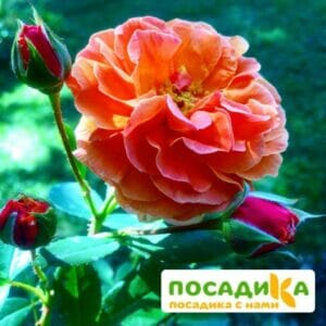 Роза Арабия купить по цене от 350.00р. в интернет-магазине «Посадика» с доставкой почтой в в Строителье и по всей России – [изображение №1].