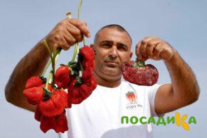 Клубника Гигант Джорнея купить по цене от 266р. в интернет-магазине «Посадика» с доставкой почтой в в Строителье и по всей России – [изображение №1].