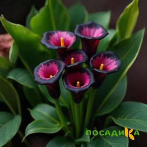 Калла Аура Лейс купить по цене от 400р. в интернет-магазине «Посадика» с доставкой почтой в в Строителье и по всей России – [изображение №1].