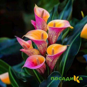 Калла Оникс купить по цене от 450р. в интернет-магазине «Посадика» с доставкой почтой в в Строителье и по всей России – [изображение №1].