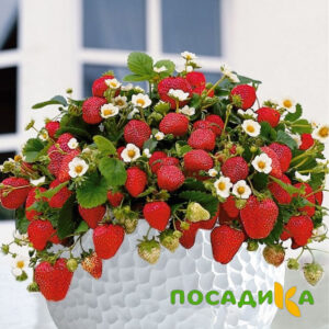 Клубника Рубиновый Шепот (горшечная) купить по цене от 240р. в интернет-магазине «Посадика» с доставкой почтой в в Строителье и по всей России – [изображение №1].