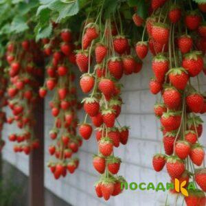 Клубника вьющаяся Комплимент купить по цене от 470р. в интернет-магазине «Посадика» с доставкой почтой в в Строителье и по всей России – [изображение №1].