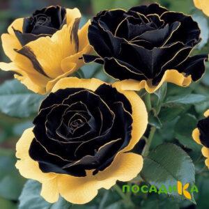 Роза Ханни Сикл купить по цене от 700р. в интернет-магазине «Посадика» с доставкой почтой в в Строителье и по всей России – [изображение №1].