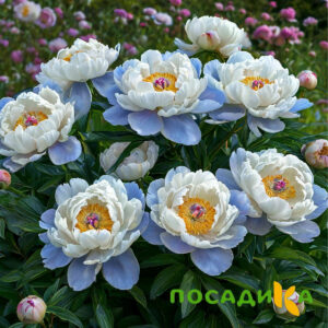 Пион акварельный Этюд купить по цене от 806р. в интернет-магазине «Посадика» с доставкой почтой в в Строителье и по всей России – [изображение №1].