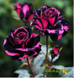 Роза Багровый Шепот купить по цене от 366р. в интернет-магазине «Посадика» с доставкой почтой в в Строителье и по всей России – [изображение №1].