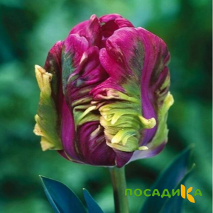 Тюльпан Экзотик Хэвен купить по цене от 186р. в интернет-магазине «Посадика» с доставкой почтой в в Строителье и по всей России – [изображение №1].