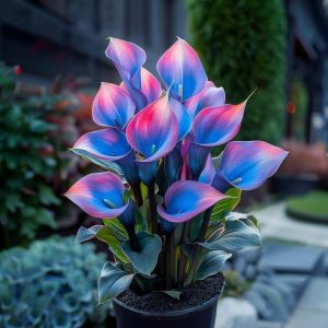 Калла Импрессия купить по цене от 590р. в интернет-магазине «Посадика» с доставкой почтой в в Строителье и по всей России – [изображение №1].